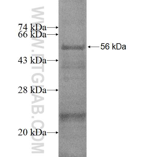TCP1 fusion protein Ag0389 SDS-PAGE