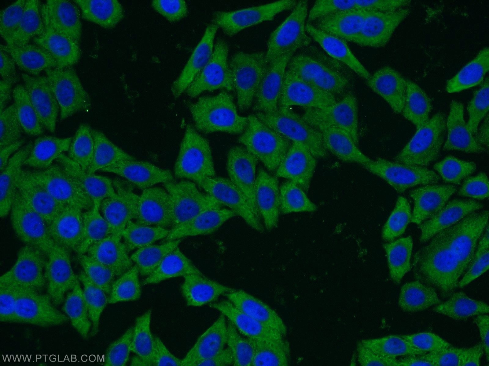 Immunofluorescence (IF) / fluorescent staining of HepG2 cells using TCP10 Polyclonal antibody (14538-1-AP)