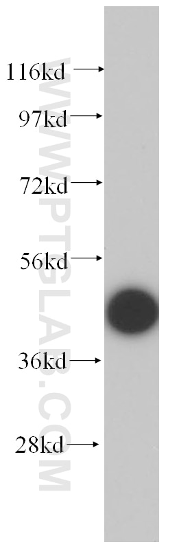 Western Blot (WB) analysis of HepG2 cells using TCP10 Polyclonal antibody (14538-1-AP)