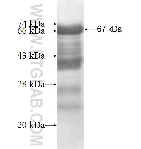 TCP10 fusion protein Ag6041 SDS-PAGE