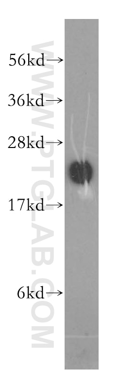 Western Blot (WB) analysis of mouse testis tissue using TCP10L Polyclonal antibody (13709-1-AP)