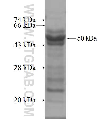TCP10L fusion protein Ag4646 SDS-PAGE