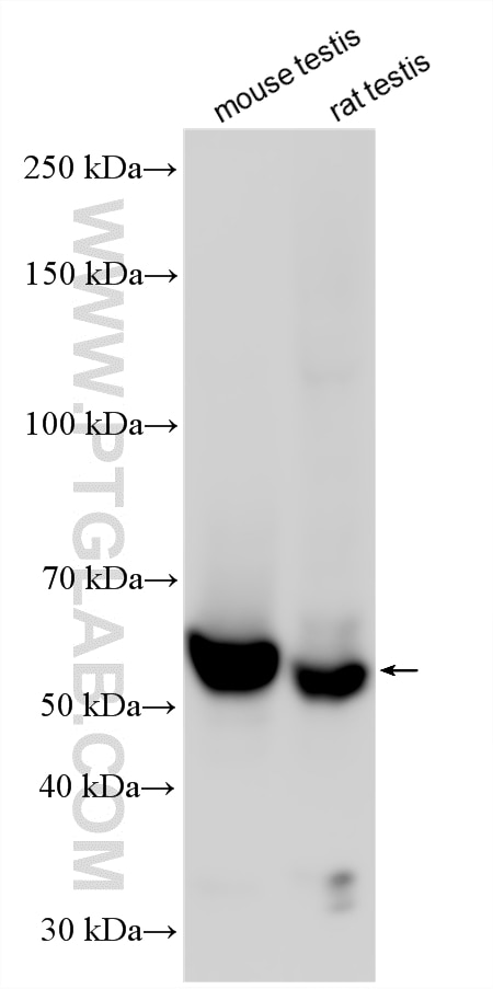 WB analysis using 14606-1-AP Western Blot (WB) analysis of various lysates using TCP11 Polyclonal antibody (14606-1-AP)