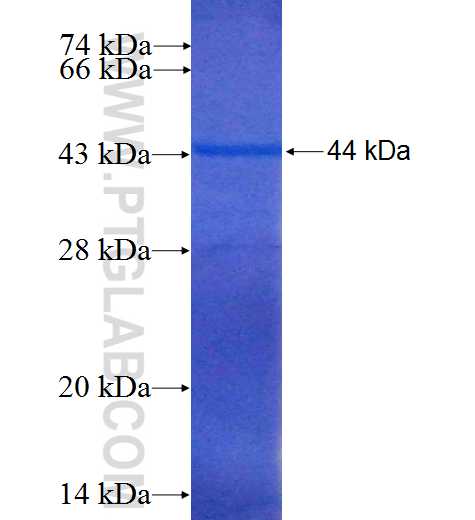 TCP11 fusion protein Ag6160 SDS-PAGE