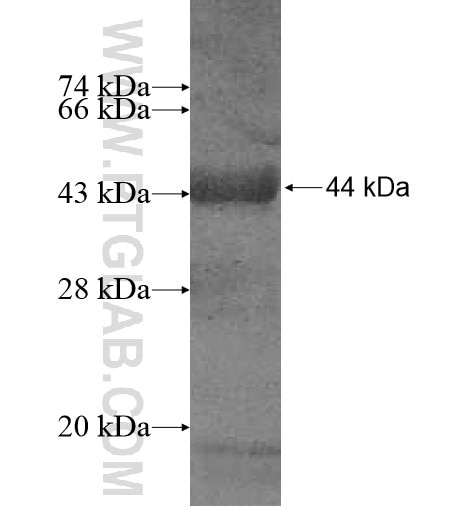 TCP11L1 fusion protein Ag11612 SDS-PAGE