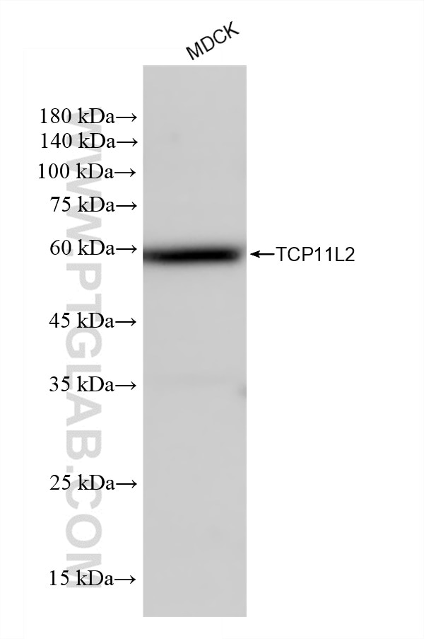Western Blot (WB) analysis of MDCK cells using TCP11L2 Recombinant antibody (83227-1-RR)