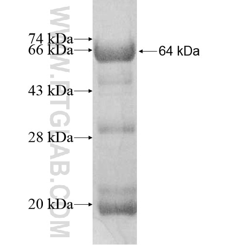TCP11L2 fusion protein Ag11185 SDS-PAGE