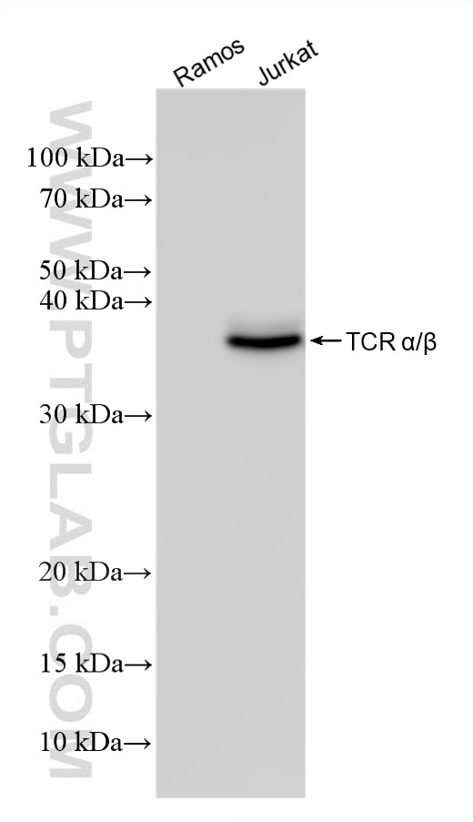 Western Blot (WB) analysis of various lysates using TCR α/β Recombinant monoclonal antibody (87509-1-RR)