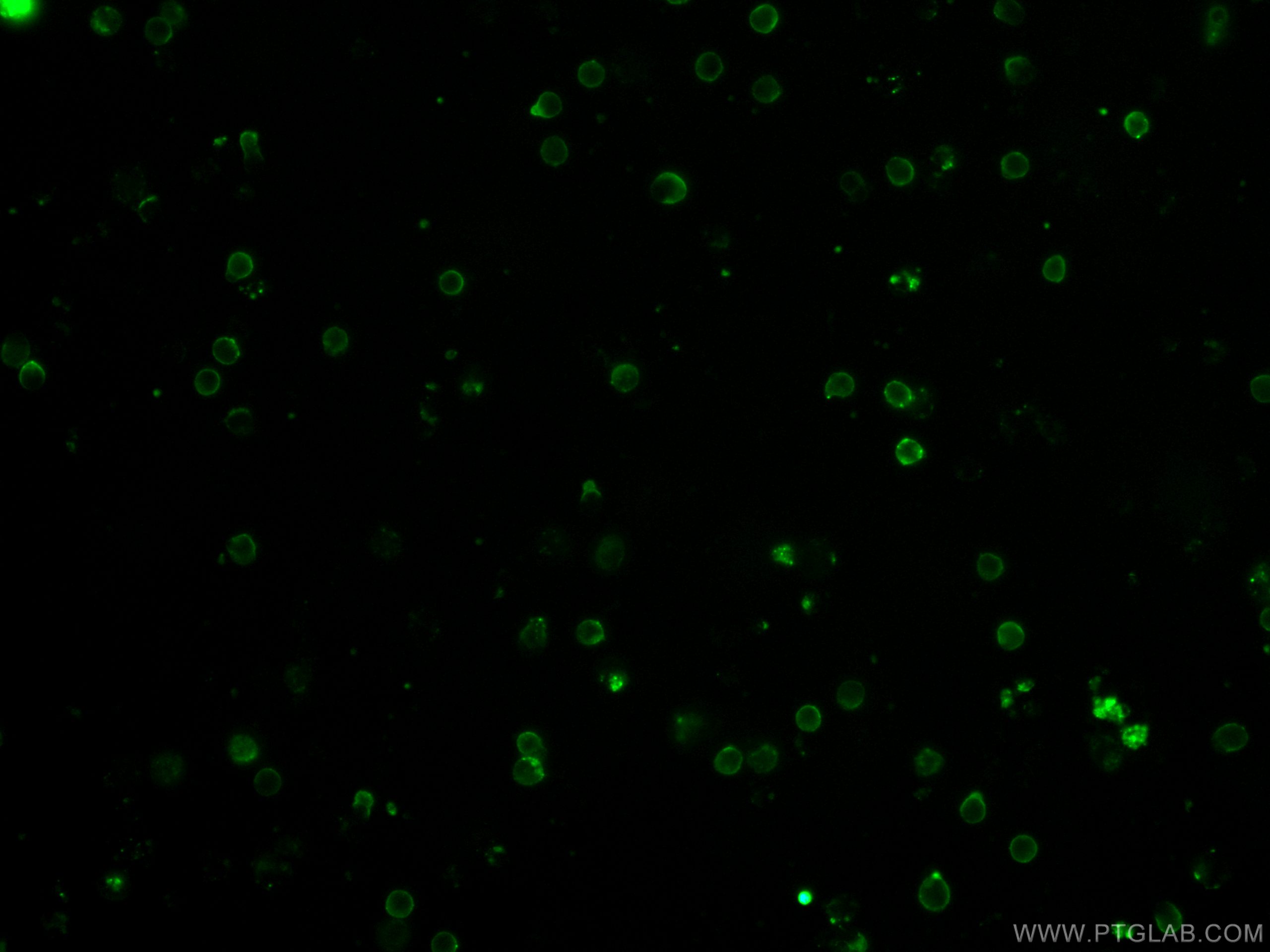 Immunofluorescence (IF) / fluorescent staining of mouse splenocytes using CoraLite® Plus 488 Anti-Mouse TCR Beta (H57-597) (CL488-65106)