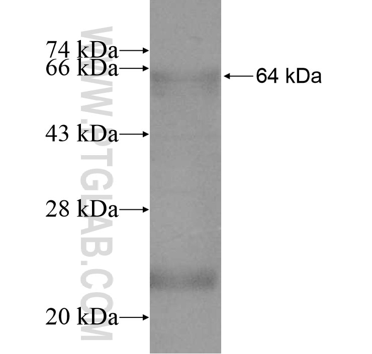TCTE1 fusion protein Ag10786 SDS-PAGE