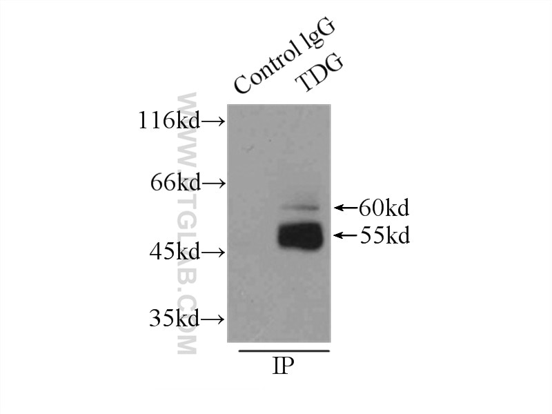 Immunoprecipitation (IP) experiment of U-937 cells using TDG Polyclonal antibody (13370-1-AP)