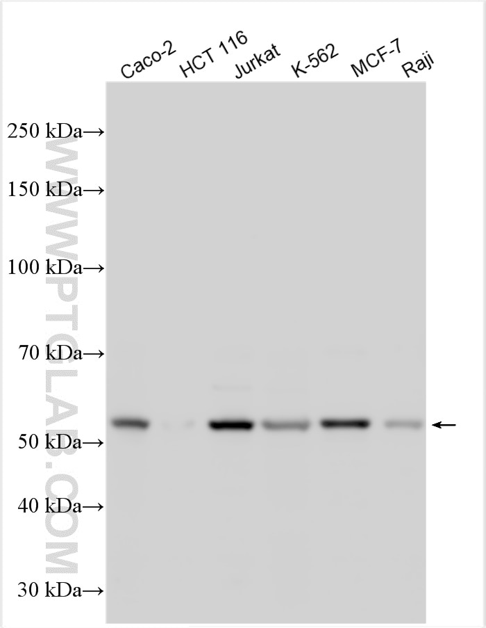 Western Blot (WB) analysis of various lysates using TDG Polyclonal antibody (13370-1-AP)