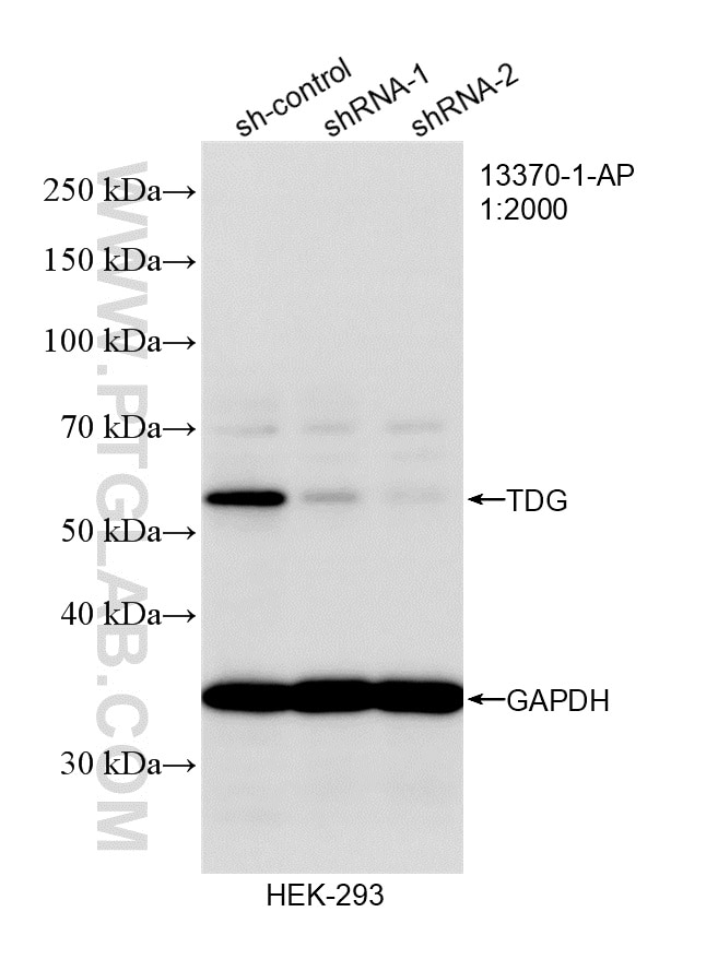 Western Blot (WB) analysis of HEK-293 cells using TDG Polyclonal antibody (13370-1-AP)
