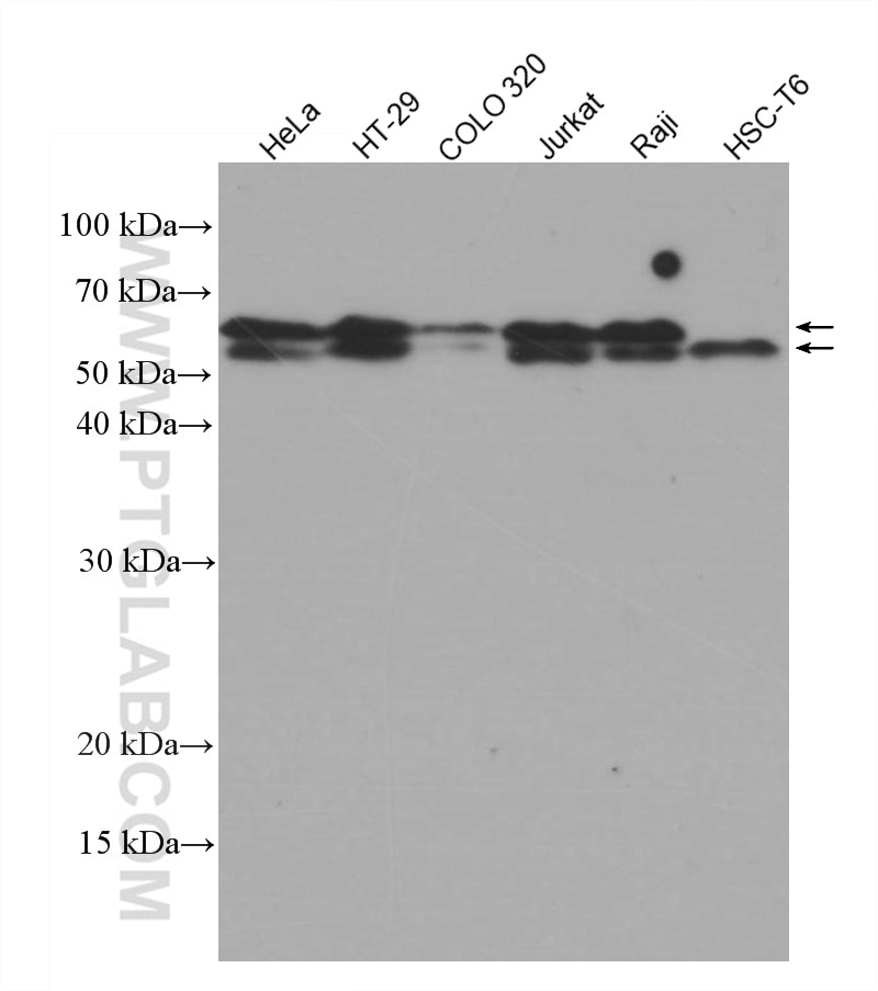 Western Blot (WB) analysis of various lysates using TDG Monoclonal antibody (66707-1-Ig)