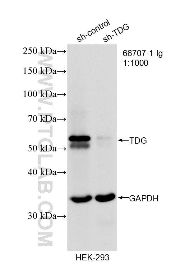Western Blot (WB) analysis of HEK-293 cells using TDG Monoclonal antibody (66707-1-Ig)