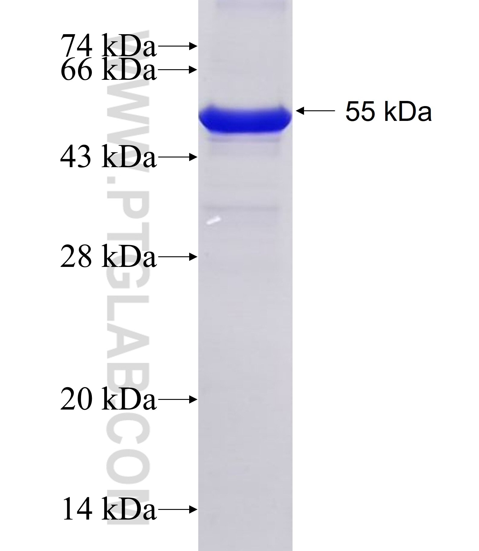 TDG fusion protein Ag27408 SDS-PAGE