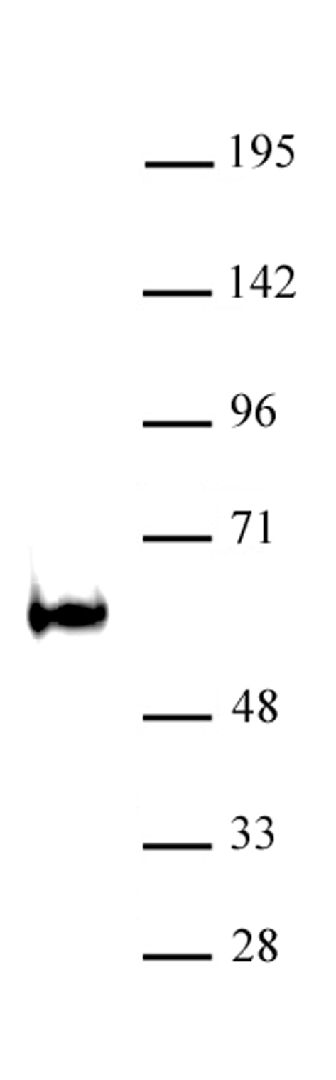 TDG / Thymine-DNA glycosylase antibody (pAb) tested by Western blot Nuclear extract of P19 cells (30 ug) probed with TDG / Thymine-DNA glycosylase antibody (1:500).