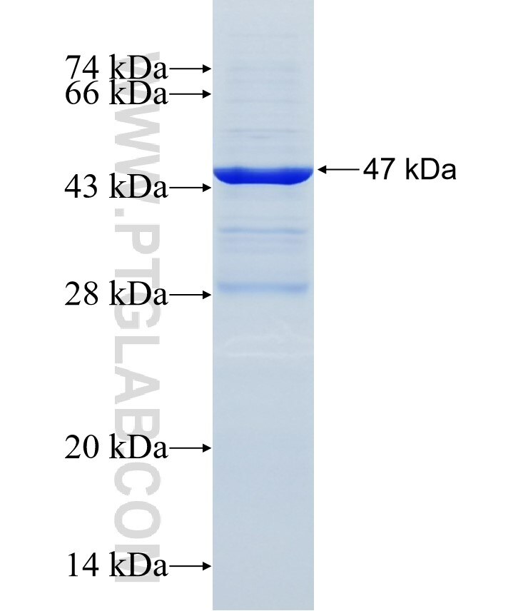 TDGF1 fusion protein Ag6242 SDS-PAGE