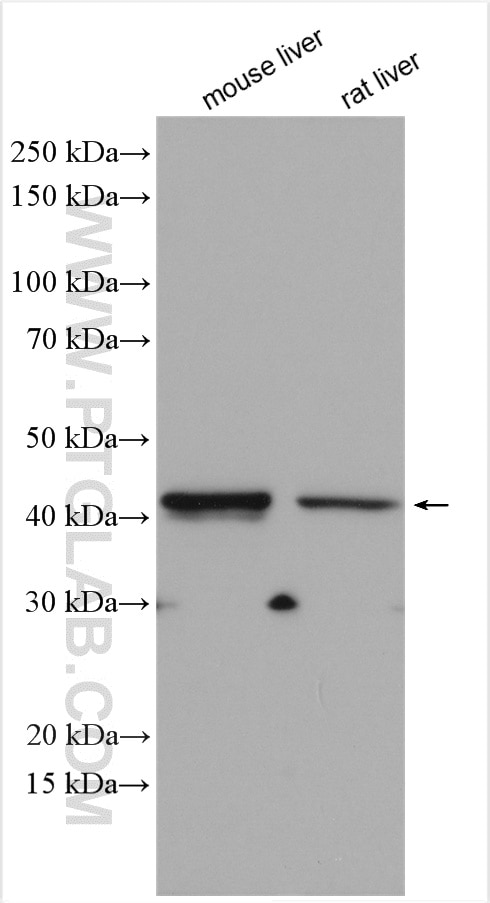 Western Blot (WB) analysis of various lysates using TDO2 Polyclonal antibody (15880-1-AP)