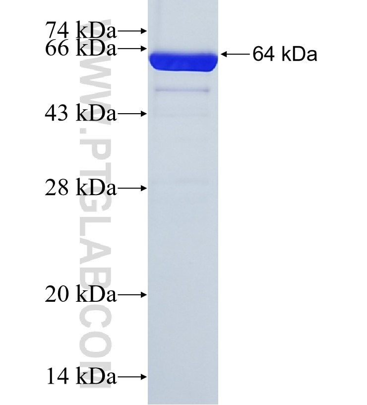 TDO2 fusion protein Ag8531 SDS-PAGE