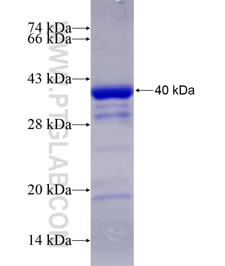 TDO2 fusion protein Ag8642 SDS-PAGE