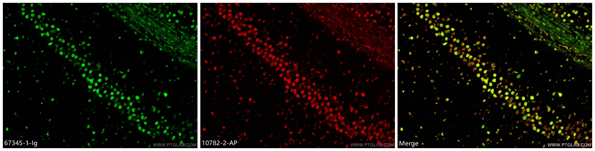 IF Staining of rat brain using 67345-1-Ig