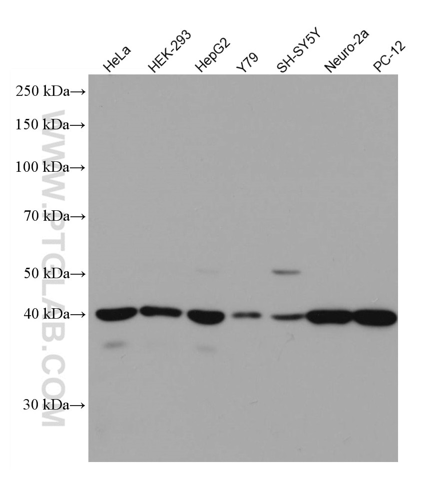 Western Blot (WB) analysis of various lysates using TDP-43 (C-terminal) Monoclonal antibody (67345-1-Ig)