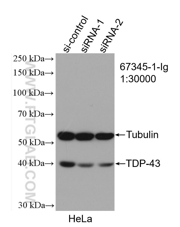 Western Blot (WB) analysis of HeLa cells using TDP-43 (C-terminal) Monoclonal antibody (67345-1-Ig)