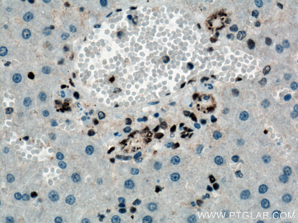 Immunohistochemistry (IHC) staining of rat liver tissue using TDP-43 Monoclonal antibody (66734-1-Ig)