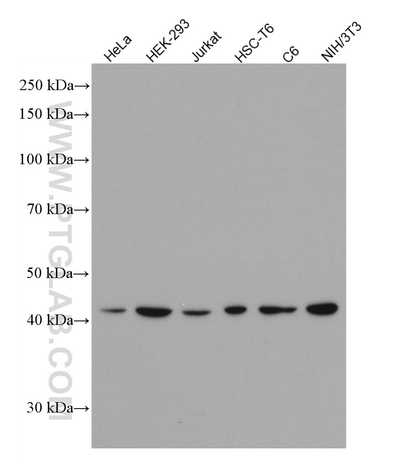 Western Blot (WB) analysis of various lysates using TDP-43 Monoclonal antibody (66734-1-Ig)