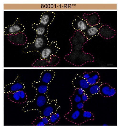 Immunofluorescence (IF) / fluorescent staining of HAP1 using TDP-43 Recombinant antibody (80001-1-RR)