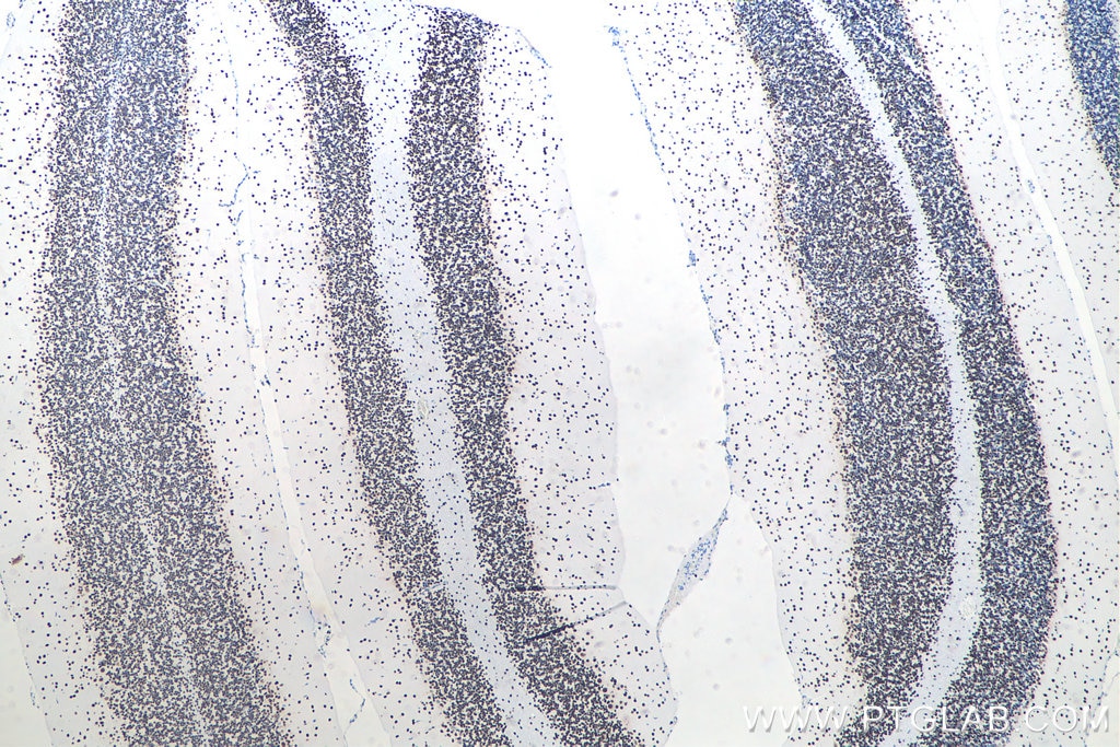 IHC staining of rat cerebellum using 80001-1-RR Immunohistochemistry (IHC) staining of rat cerebellum tissue using TDP-43 (N-terminal) Recombinant monoclonal antibod (80001-1-RR)