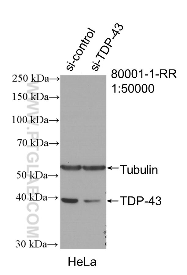 Western Blot (WB) analysis of HeLa cells using TDP-43 Recombinant antibody (80001-1-RR)