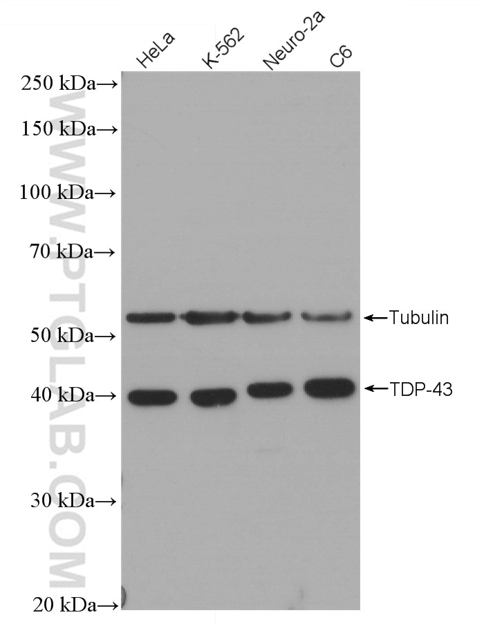 Western Blot (WB) analysis of various lysates using TDP-43 Recombinant antibody (80001-1-RR)