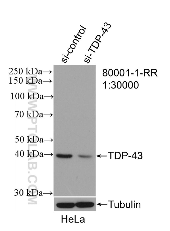 WB analysis of HeLa using 80001-1-RR