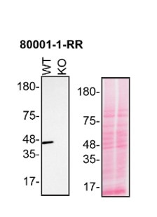 Western Blot (WB) analysis of HAP1 using TDP-43 Recombinant antibody (80001-1-RR)