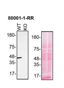 Western Blot (WB) analysis of HAP1 using TDP-43 Recombinant antibody (80001-1-RR)