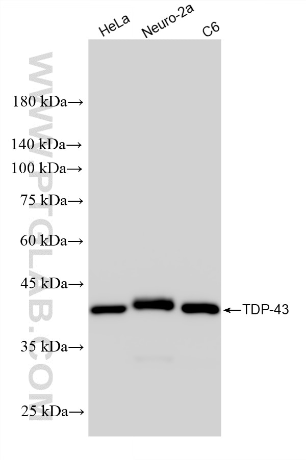 Western Blot (WB) analysis of various lysates using TDP-43 (N-terminal) Recombinant monoclonal antibod (80001-1-RR)