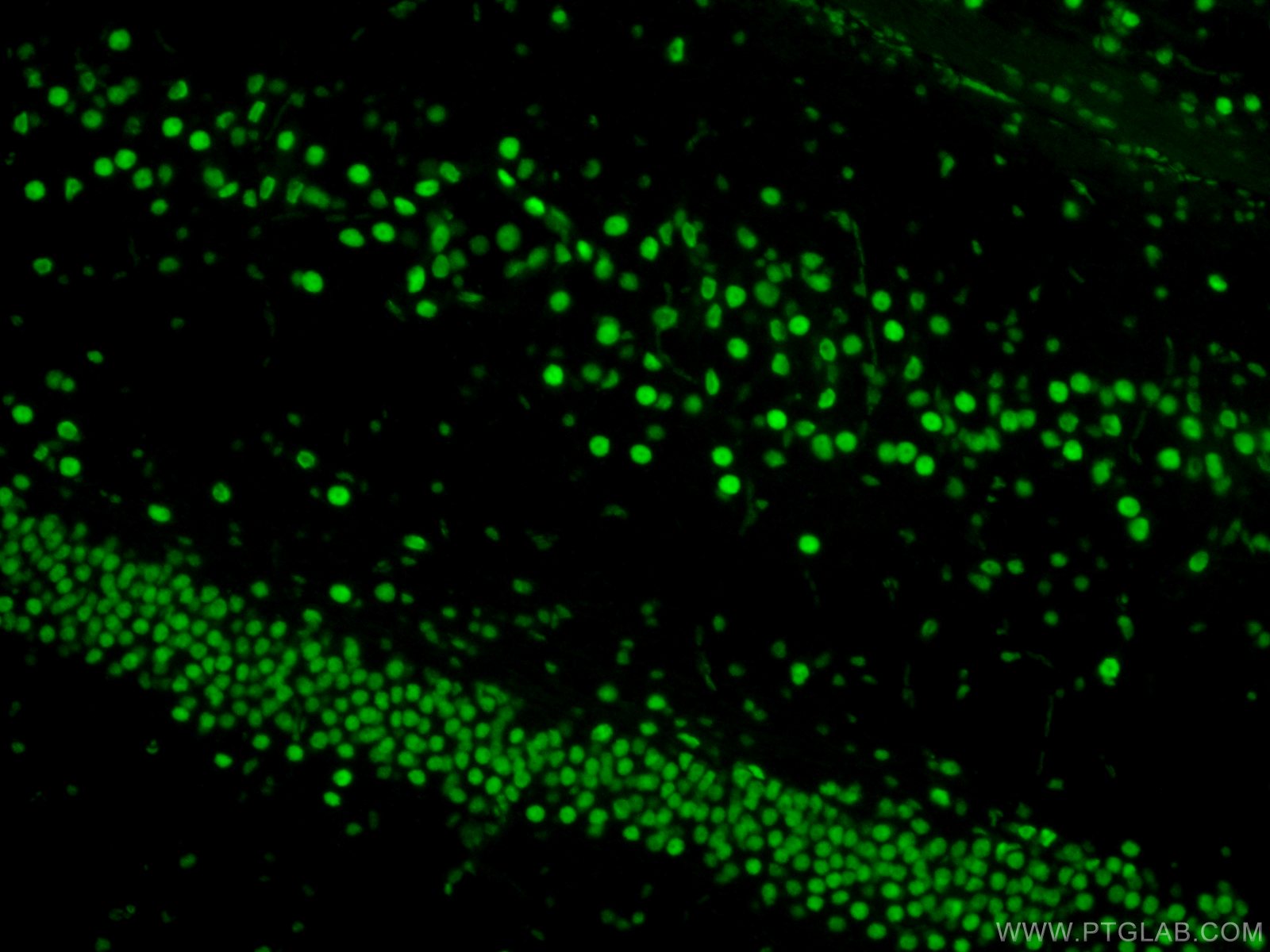 IF Staining of rat brain using 80002-1-RR