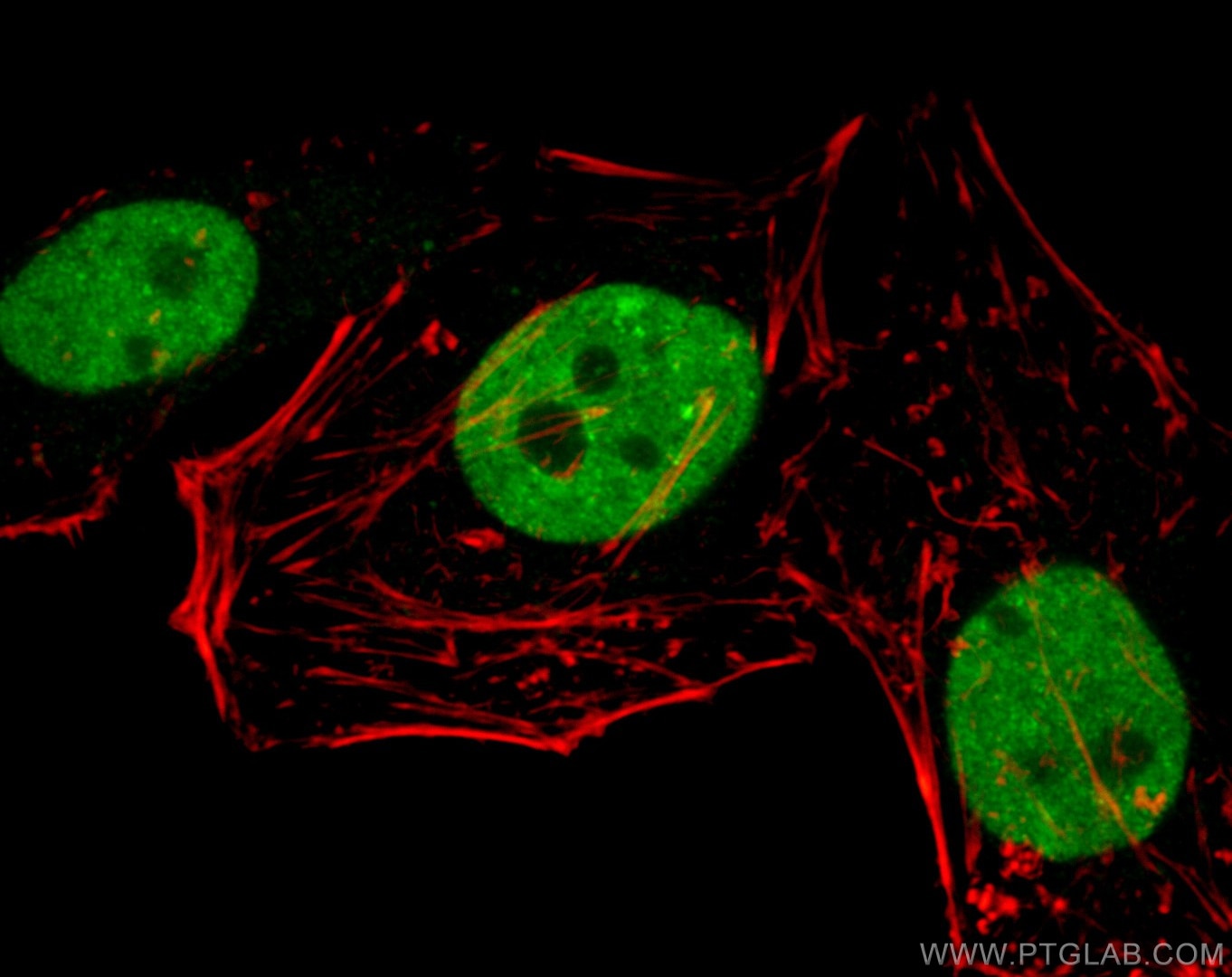 Immunofluorescence (IF) / fluorescent staining of HepG2 cells using TDP-43 Recombinant antibody (80002-1-RR)