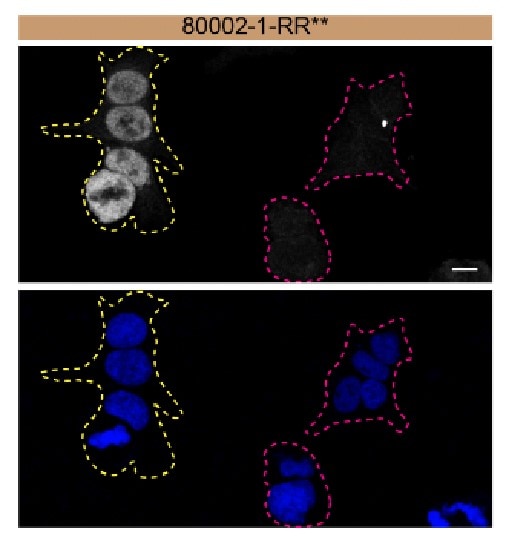 Immunofluorescence (IF) / fluorescent staining of HAP1 using TDP-43 Recombinant antibody (80002-1-RR)