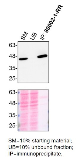Immunoprecipitation (IP) experiment of HAP1 using TDP-43 Recombinant antibody (80002-1-RR)