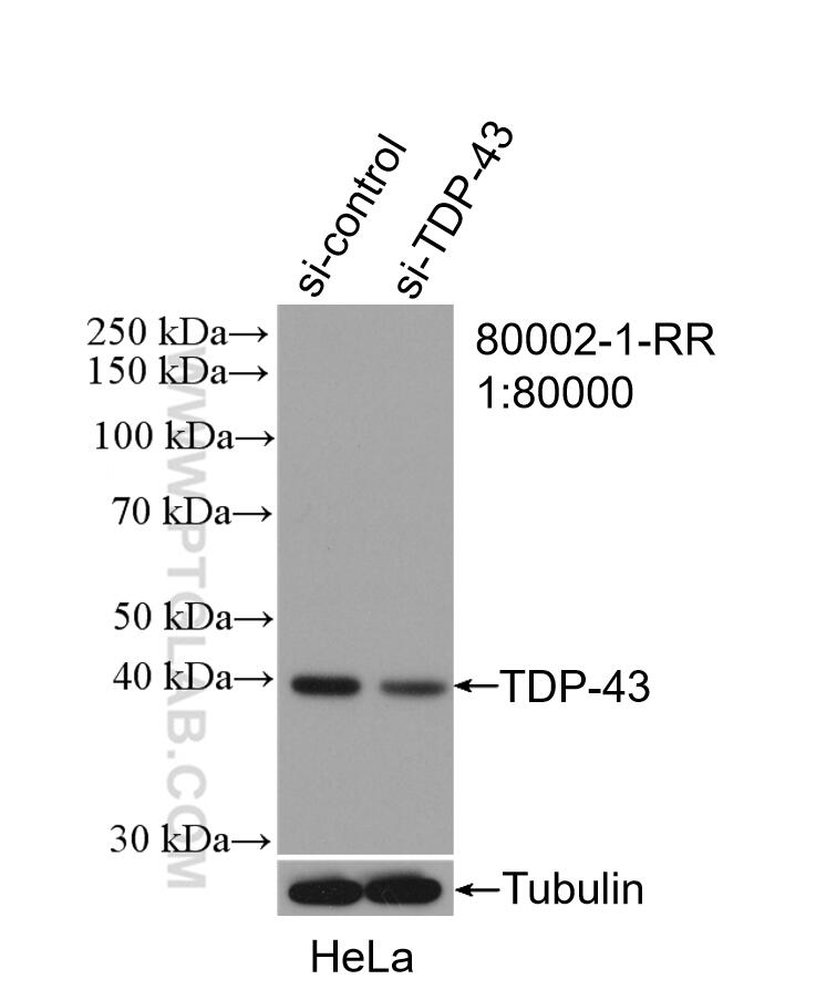 Western Blot (WB) analysis of HeLa cells using TDP-43 Recombinant antibody (80002-1-RR)