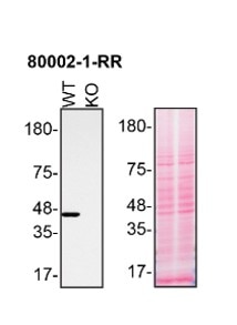 Western Blot (WB) analysis of HAP1 using TDP-43 Recombinant antibody (80002-1-RR)