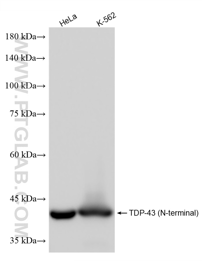 Various lysates were subjected to SDS PAGE followed by western blot with 80002-1-RR (TDP-43 (N-terminal) antibody) at dilution of 1:100000 incubated at room temperature for 1.5 hours. Western Blot (WB) analysis of various lysates using TDP-43 (N-terminal) Recombinant monoclonal antibod (80002-1-RR)