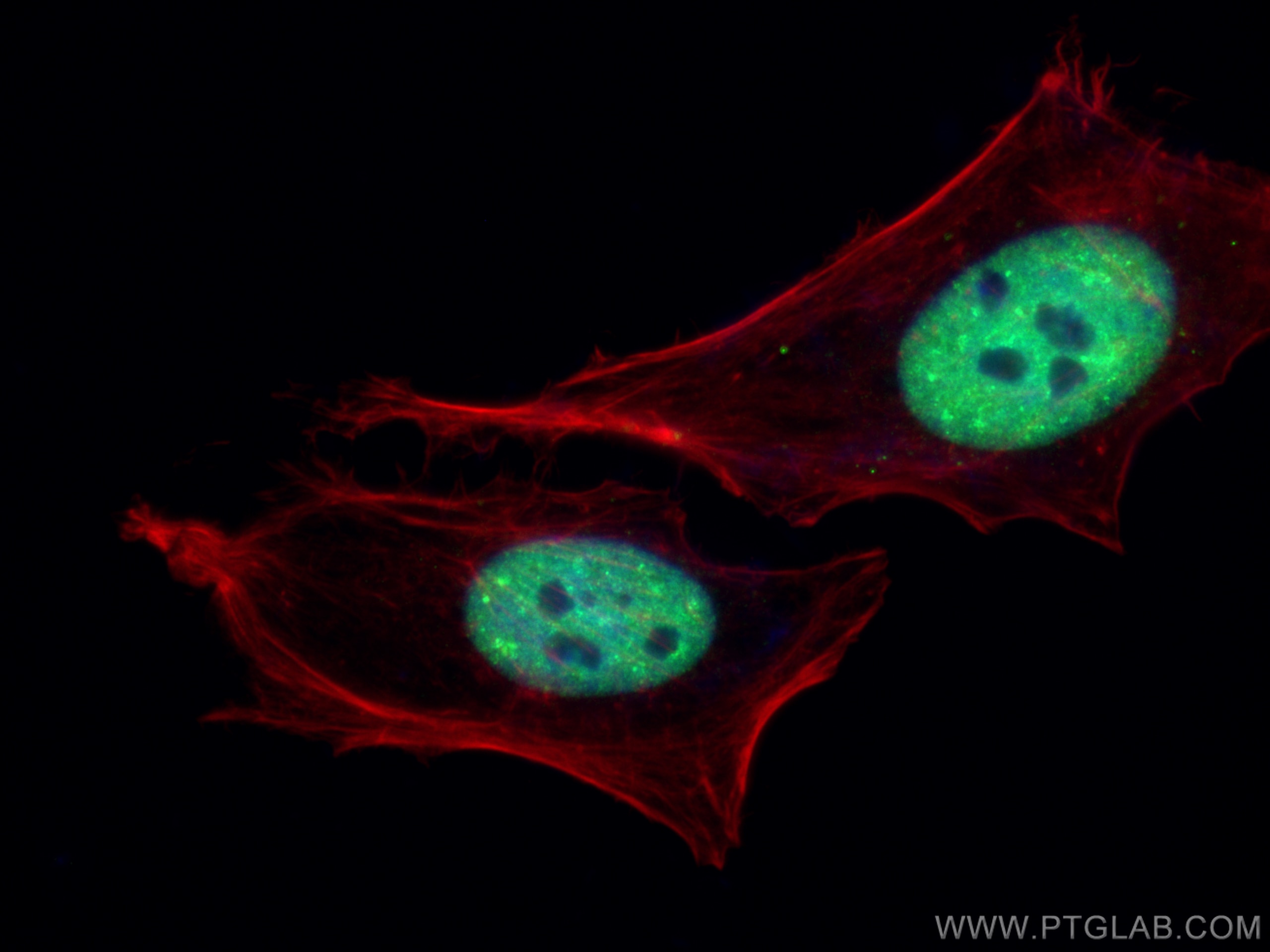 Immunofluorescence (IF) / fluorescent staining of HeLa cells using CoraLite® Plus 488-conjugated TDP-43 Polyclonal an (CL488-10782)