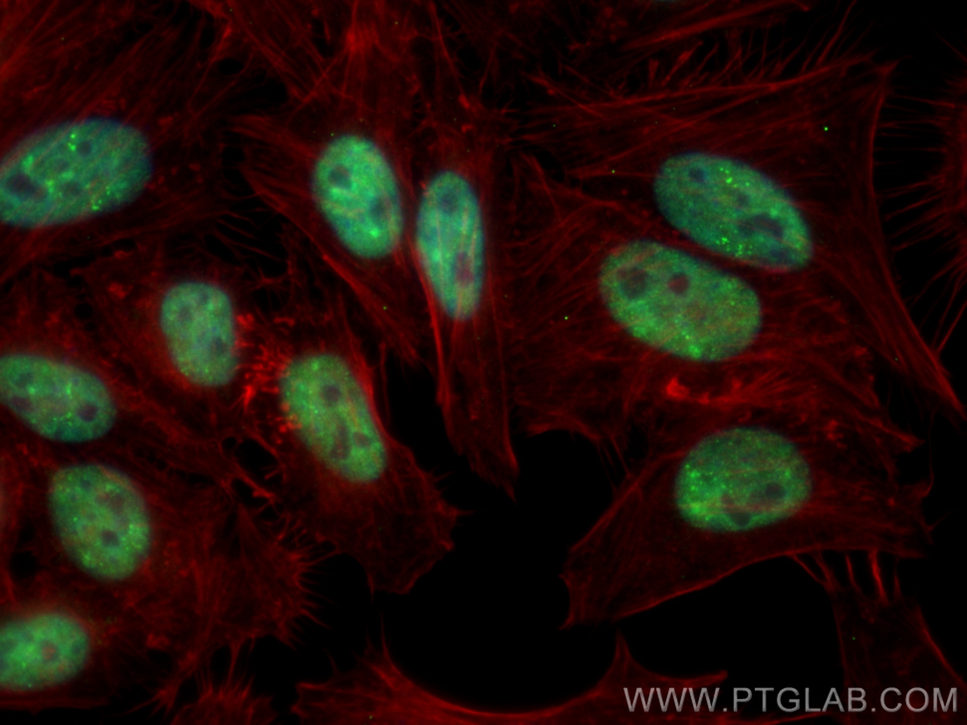 Immunofluorescence (IF) / fluorescent staining of HepG2 cells using CoraLite® Plus 488-conjugated TDP-43 Polyclonal an (CL488-10782)