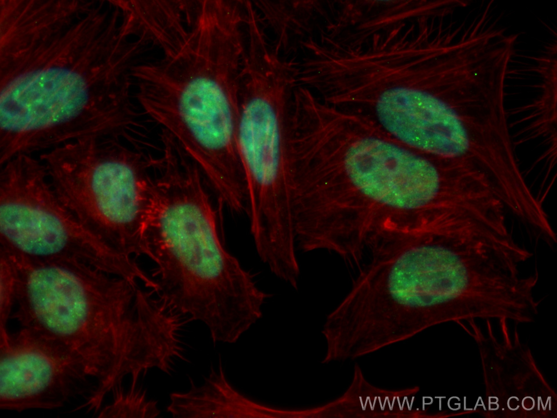 IF Staining of HepG2 using CL488-10782