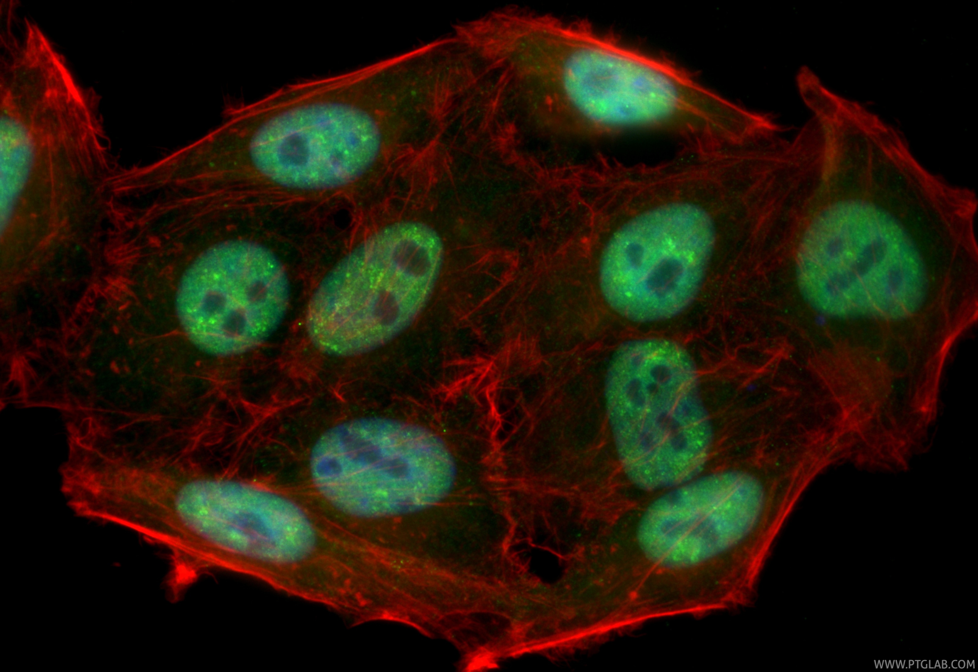 IF Staining of HepG2 using CL488-10782 Immunofluorescence (IF) / fluorescent staining of HepG2 cells using CoraLite® Plus 488-conjugated TDP-43 Polyclonal an (CL488-10782)