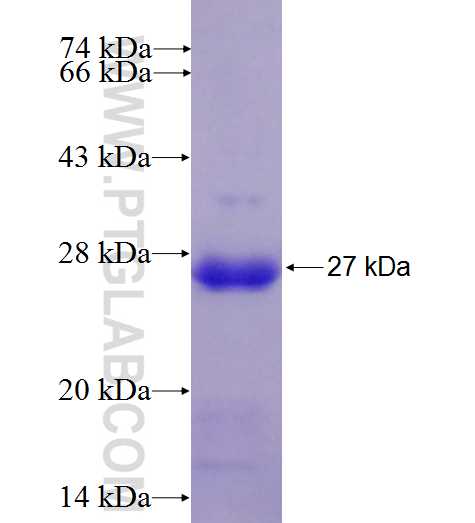 TDP-43 fusion protein Ag26155 SDS-PAGE